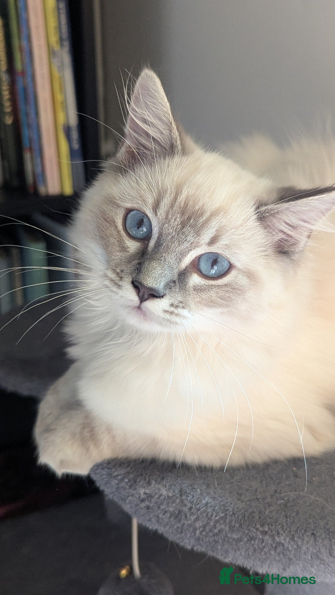 Ragdoll cats for sale: Beautiful blue lynx girlie.  - Image 7