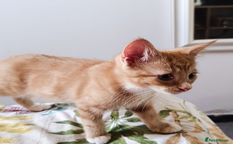 Mixed Breed cats - Advert 14