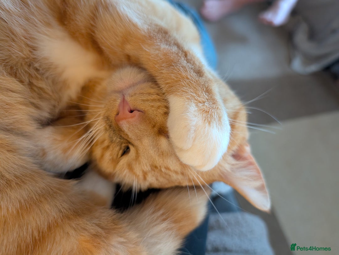 Mixed Breed cats for stud: Ginger part Asian male for stud - Advert 2