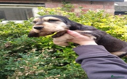 Cocker Spaniel dogs for sale: KC Registered Show type Cocker Spaniels  - Image 28