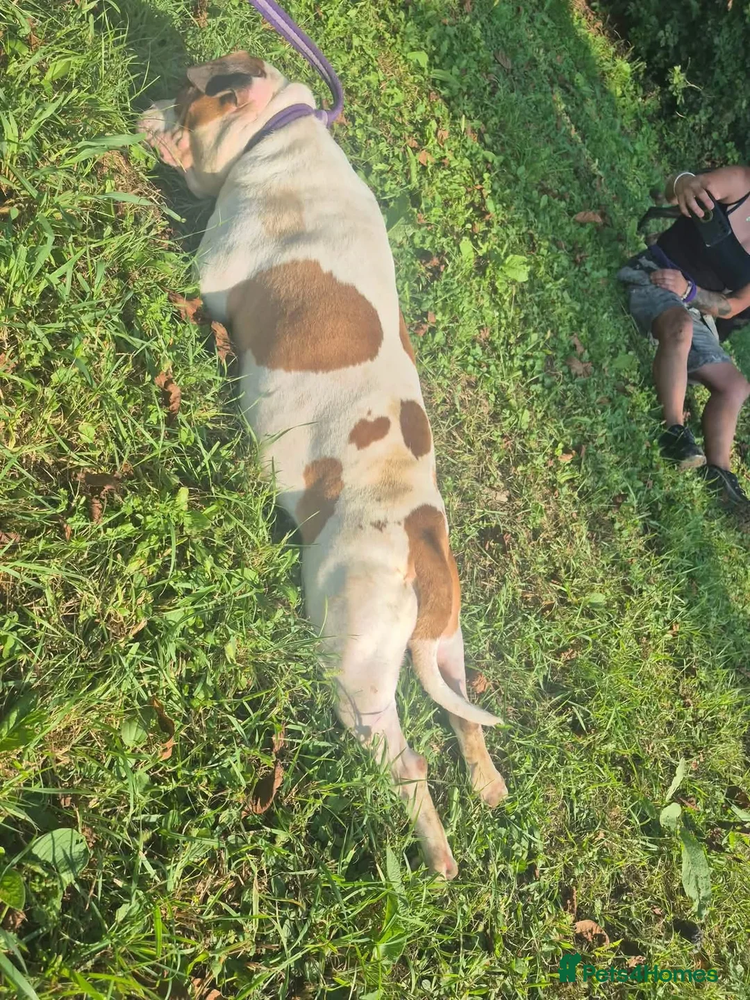 Staffordshire Bull Terrier dogs for adoption: Leia - Norwich Norfolk  - Advert 23