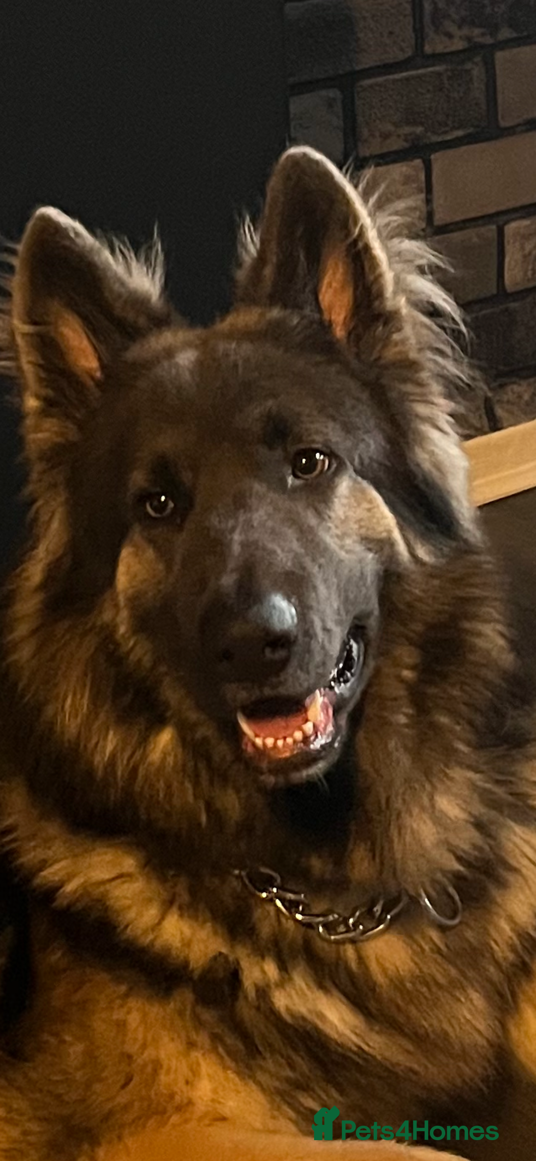 German Shepherd dogs for stud: Blue kc gsd stud  in Oldham - Image 8