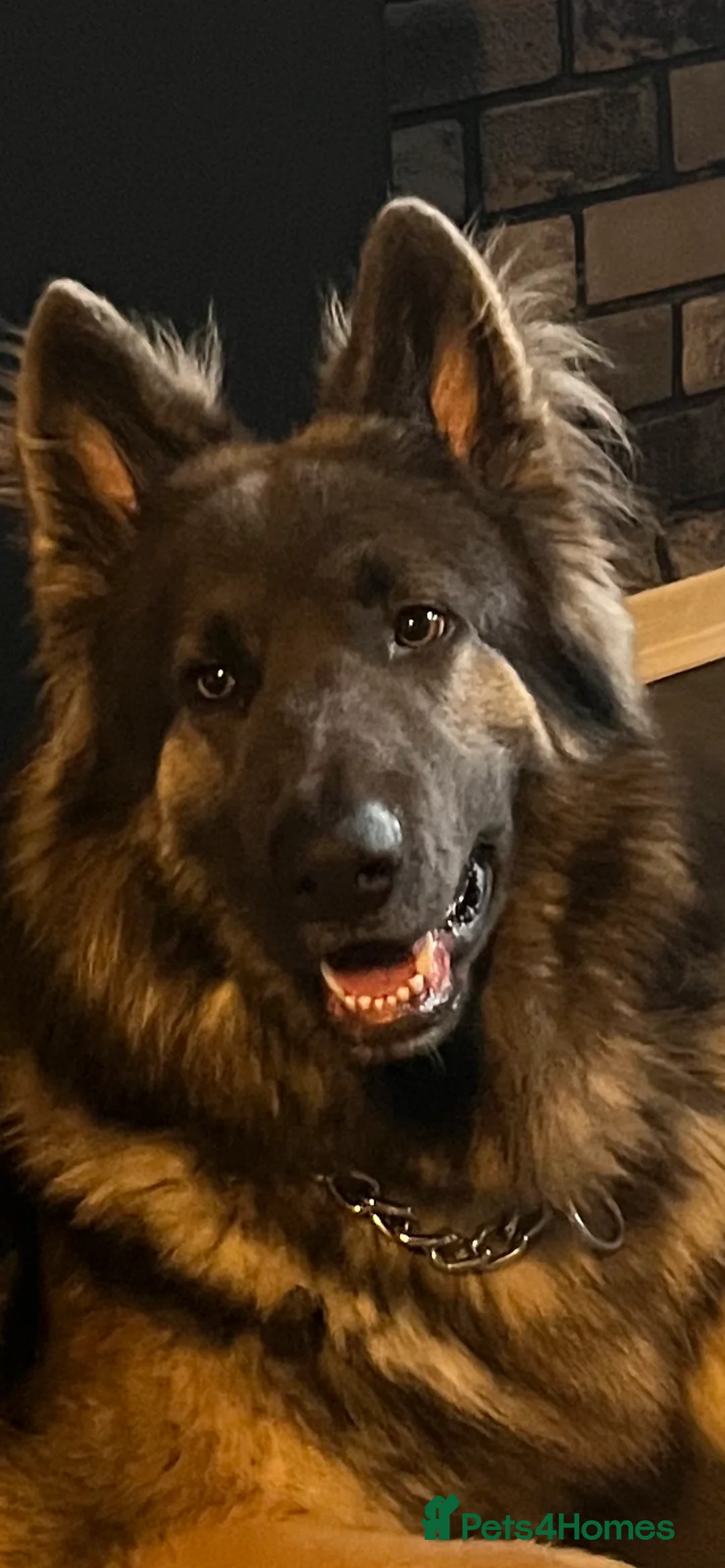 German Shepherd dogs for stud: Blue kc gsd stud  in Oldham - Advert 8