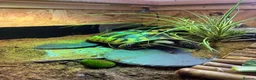 Hermann Tortoise reptiles for sale: Hermanns tortoise - Advert 4