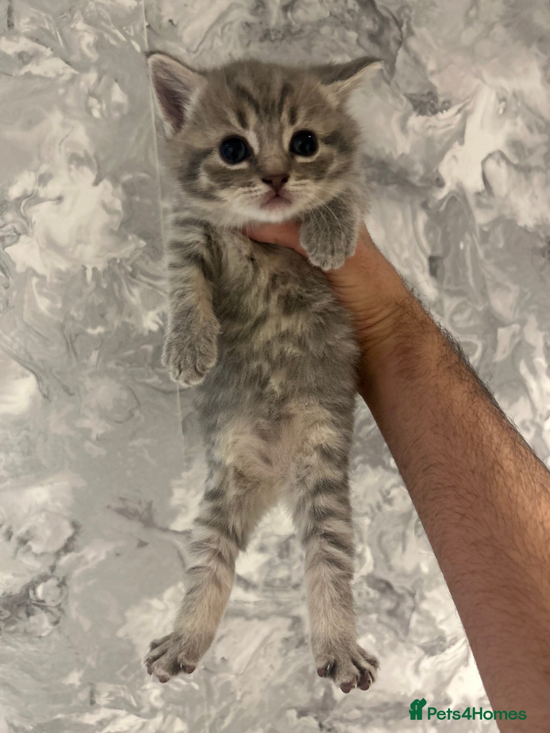 British Shorthair cats for sale: British Short Hair Kittens - Advert 13