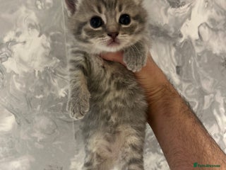 British Shorthair cats British Short Hair Kittens - Advert 1