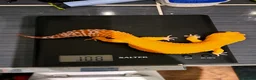 Leopard Gecko reptiles for sale: Giant sunglow male stunning gecko for sale  - Advert 2