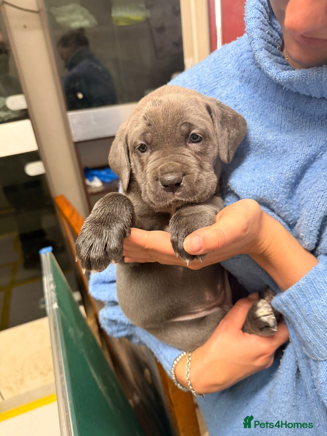 Cane Corso dogs for sale: Stunning Cane Corso Puppies for sale - Image 19