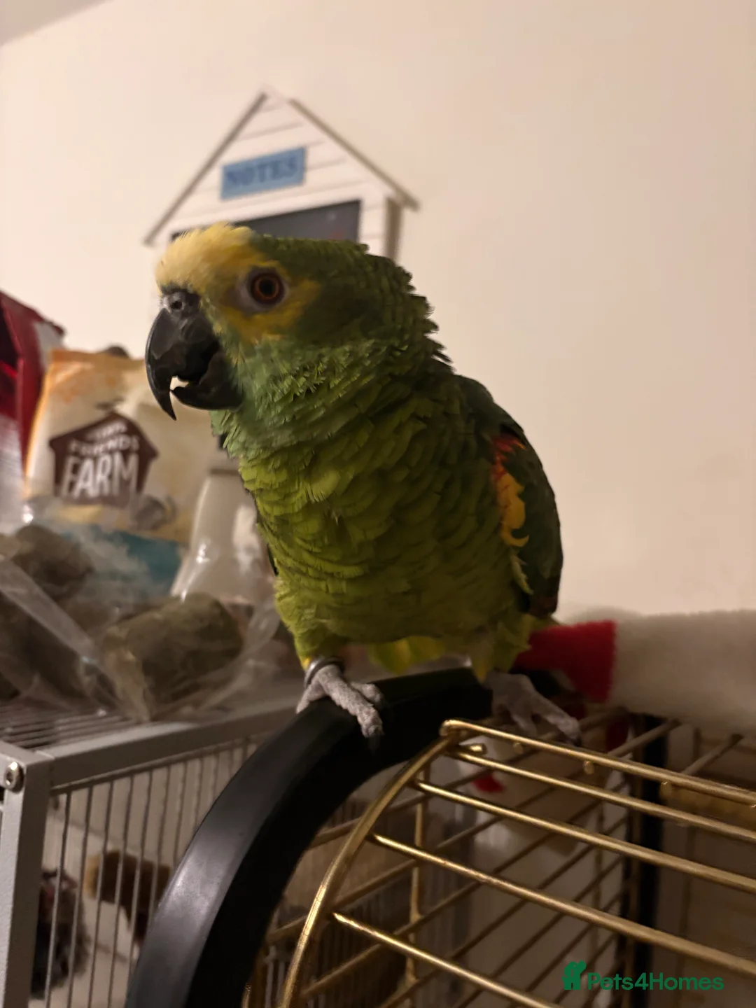 Parrots birds for sale: Blue Fronted Amazon parrot in Axminster - Advert 1