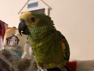 Parrots birds Blue Fronted Amazon parrot - Advert 10