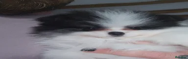 Pomeranian 3
