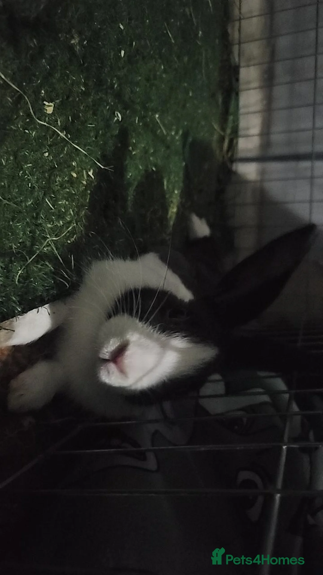 Dutch rabbits for sale: MARZY - Advert 2
