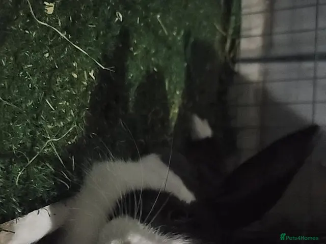 Dutch rabbits for sale: MARZY - Advert 2