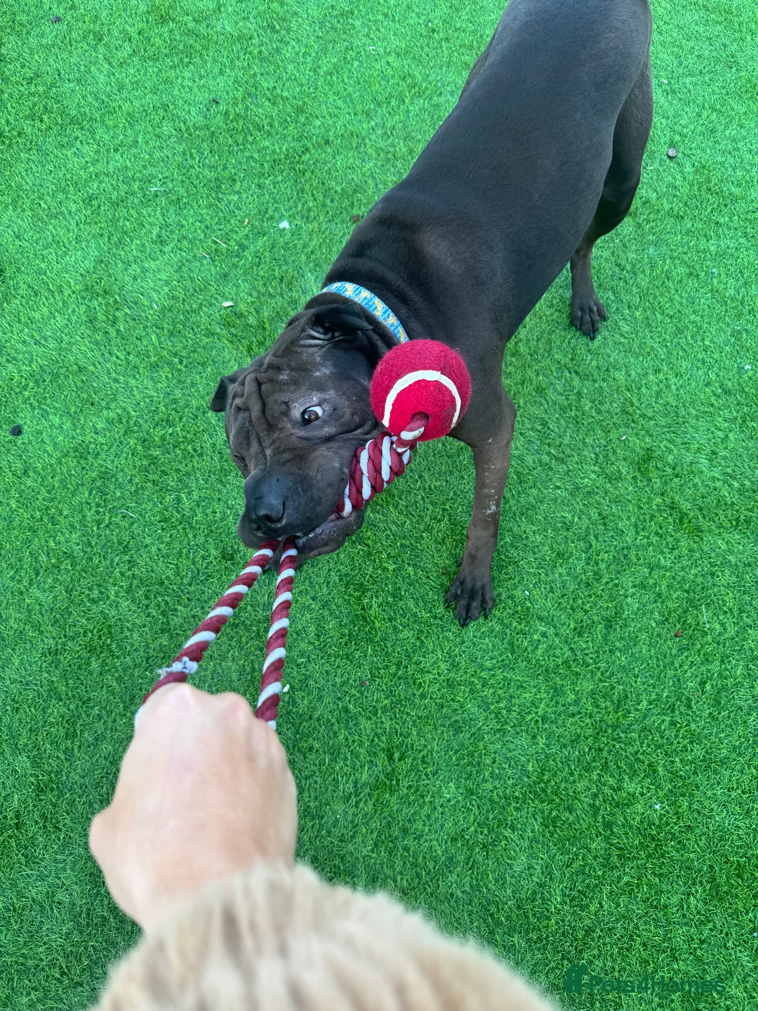 Shar Pei dogs for sale: Male shar pei  - Advert 2