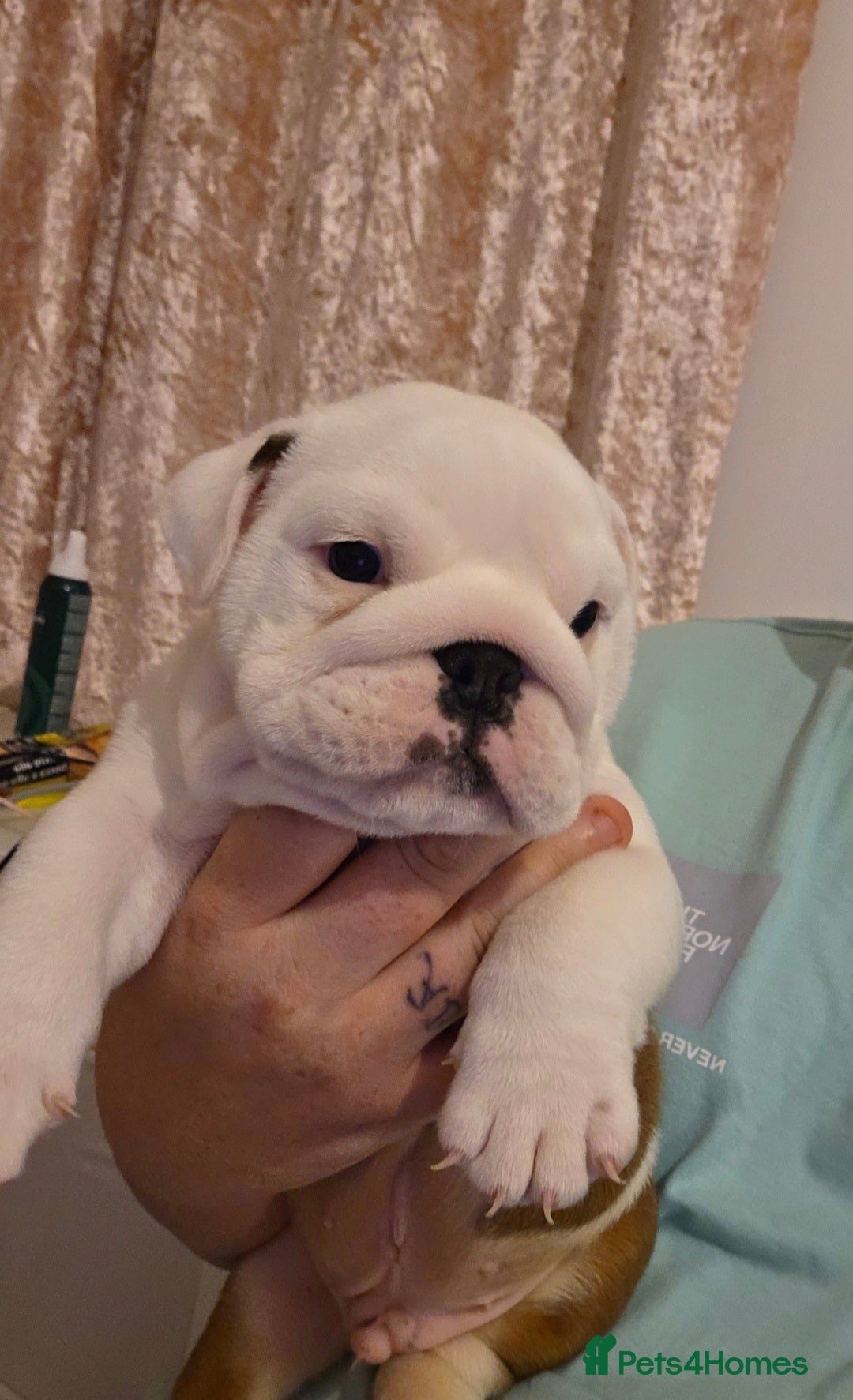 English Bulldog dogs for sale: English bulldog pups  - Image 4