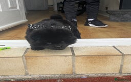 Chow Chow dogs for sale: Black chow chow carrying chocolate  - Image 8