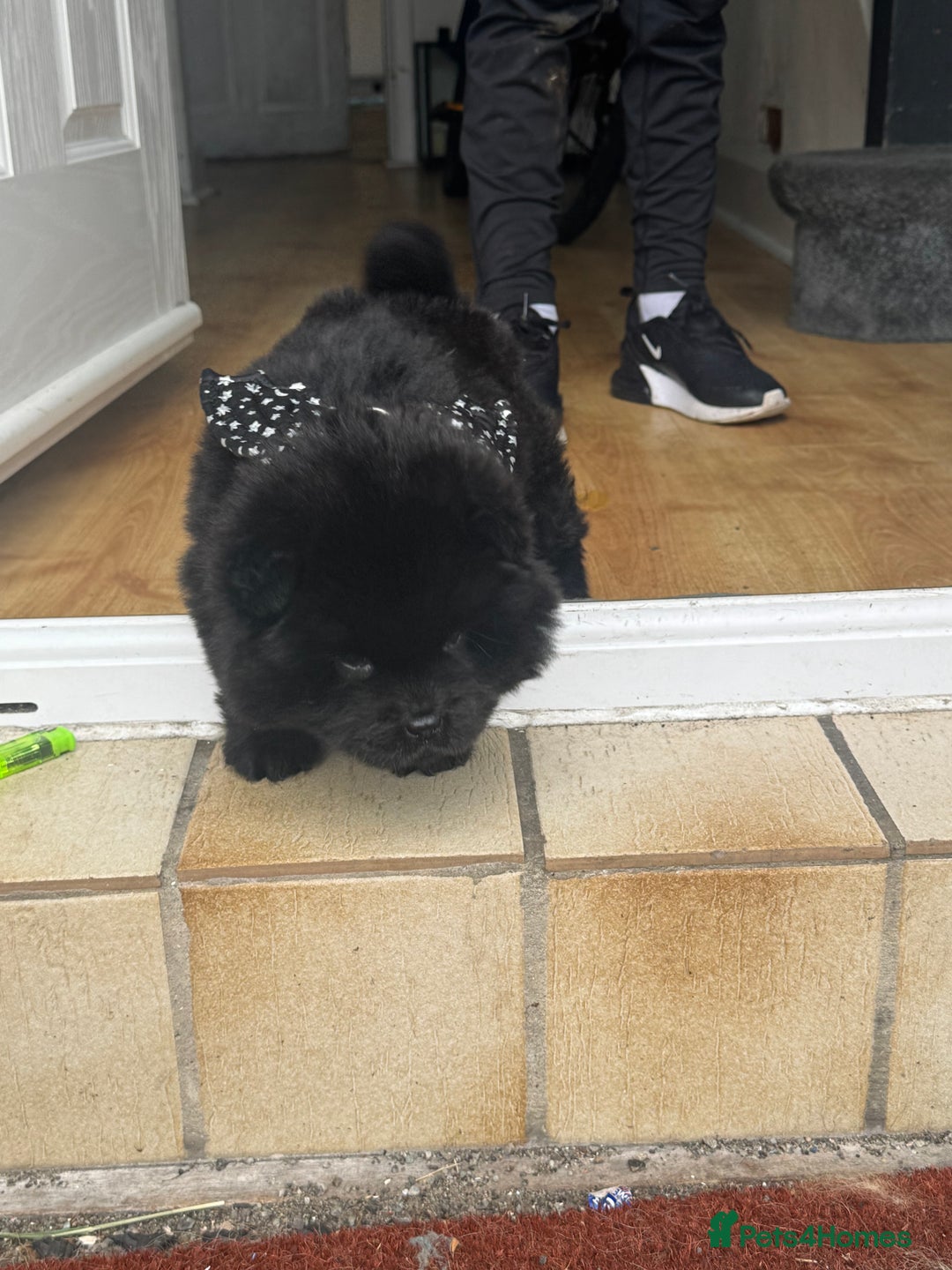 Chow Chow dogs for sale: Black chow chow carrying chocolate  - Image 8
