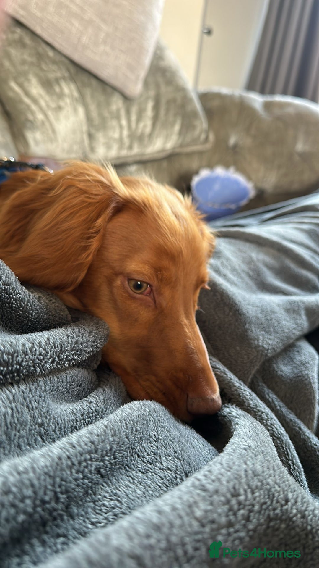 Cocker Spaniel dogs for sale: Cocker spaniel  - Advert 7