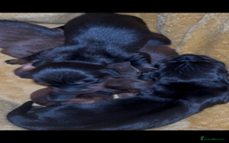 Dachshund dogs for sale: Gorgeous pure bred miniature dachshunds  - Image 4