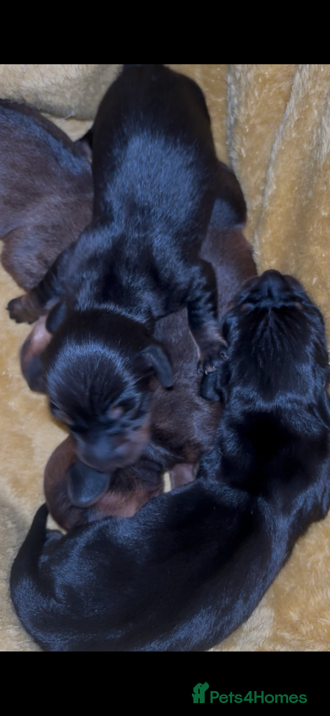 Dachshund dogs for sale: Gorgeous pure bred miniature dachshunds  - Image 4