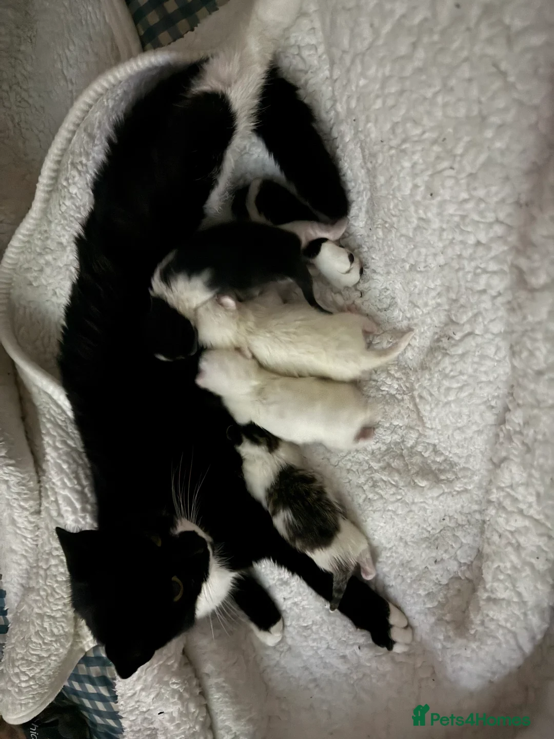 British Shorthair cats for sale: Kittens ready for forever homes  in Tiverton - Advert 2