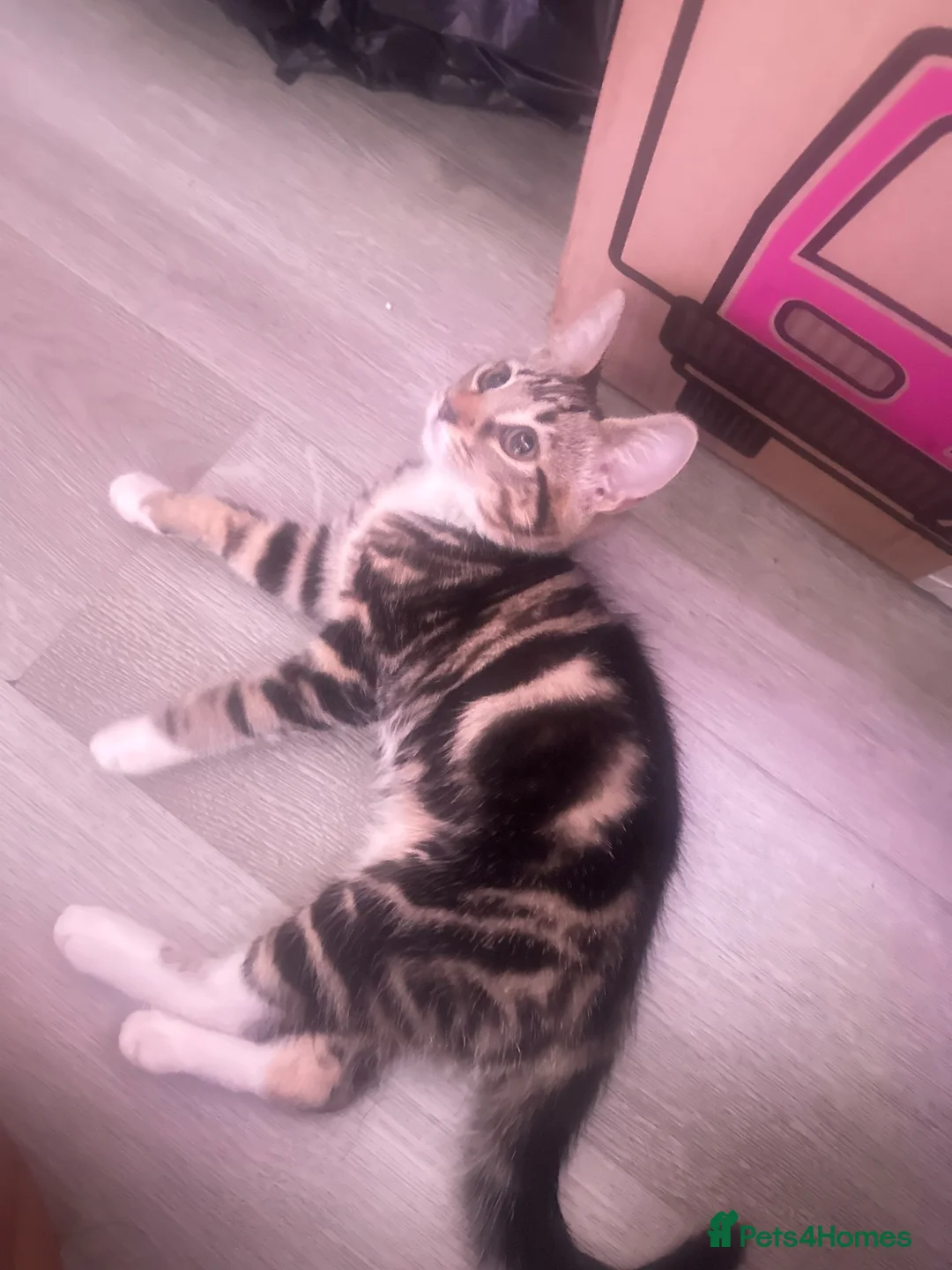 Domestic Shorthair cats for sale: Mika looking for a new home  in Northampton - Advert 2