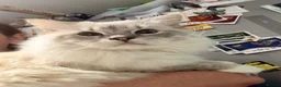 Ragdoll cats for sale: 3 tica reg ragdolls  - Advert 15