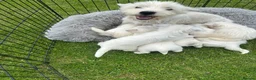 West Highland Terrier dogs for sale: West highland terrier  in Northallerton - Advert 5