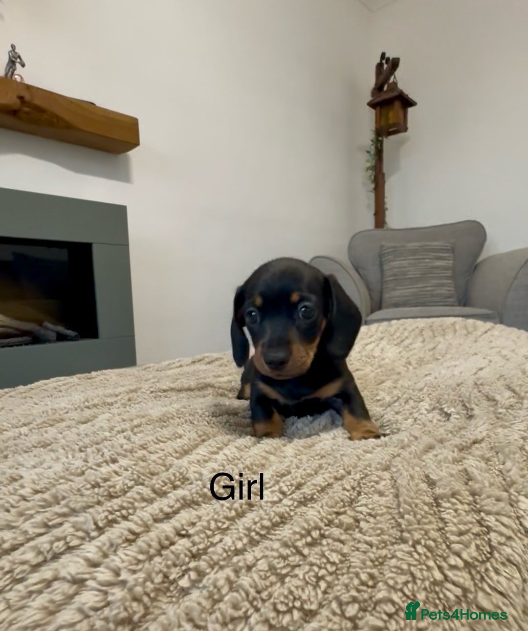 Miniature Dachshund dogs for sale: READY NOW - 2 boys left - KC registered  - Image 11