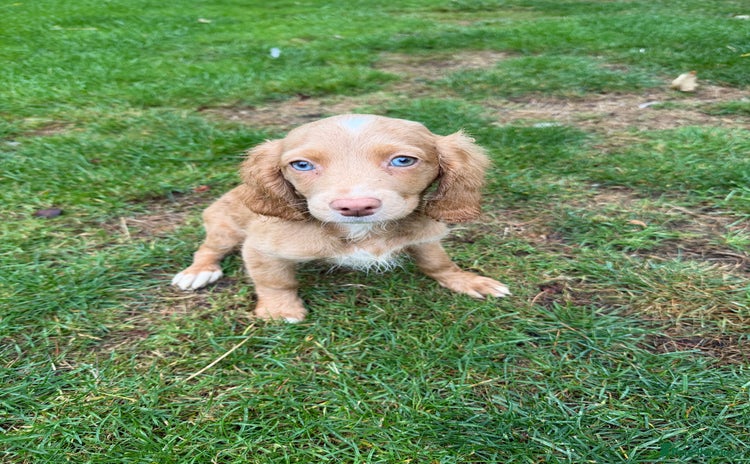 Cavapoo dogs - Advert 11
