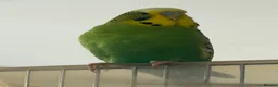 Budgerigars birds for sale: Young Pair of Budgies Looking for Loving Home - Advert 2