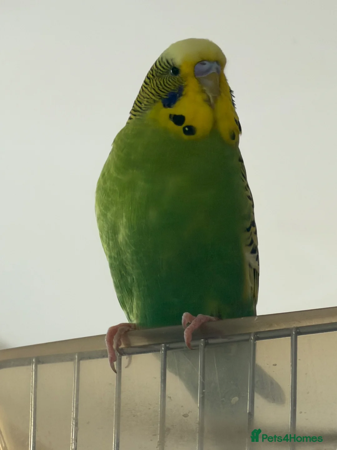 Budgerigars birds for sale: Young Pair of Budgies Looking for Loving Home - Advert 2