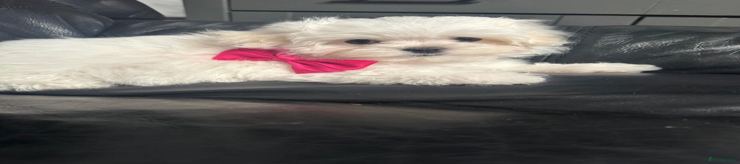 Little girl pink collar 