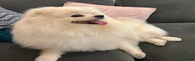 Teddy Bear face