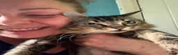 Domestic Shorthair cats for adoption: Sweet Tiger - Adopt Cats in Crisis East London - Advert 3