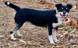 Border Collie dogs for adoption: Agata: Left Behind, but Never Stopped Hoping - Image 3