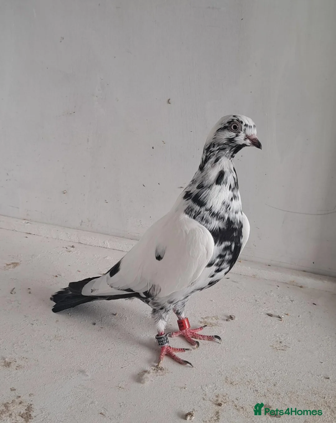 Pigeons birds for sale: Tipplers for sale  - Advert 1