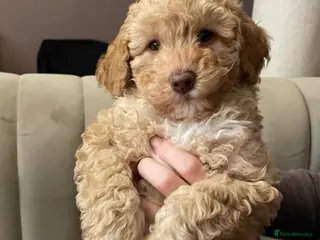 Cavapoo dogs 💥ONE BOY LEFT-READY TO LEAVE NOW💥 F1B Cavapoos. - Advert 17