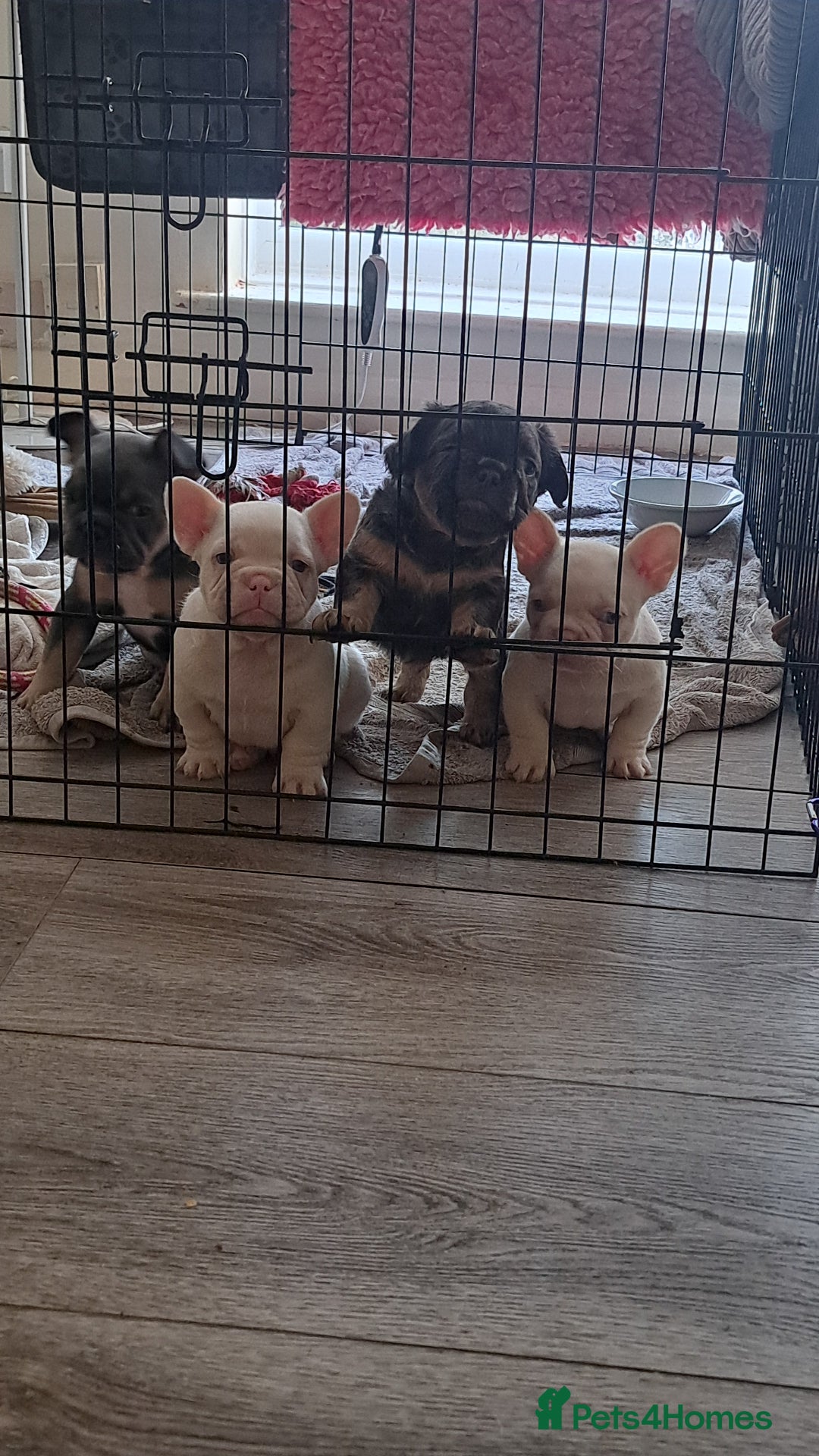French Bulldog dogs for sale: One pink male french bulldog left  - Advert 5