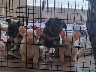 French Bulldog dogs Beautifull frenchies, mum is fluffy dad is pink - Advert 10