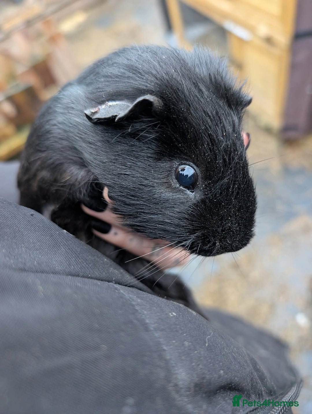 Guinea Pig rodents for sale: Lovely guinea pigs - Advert 4