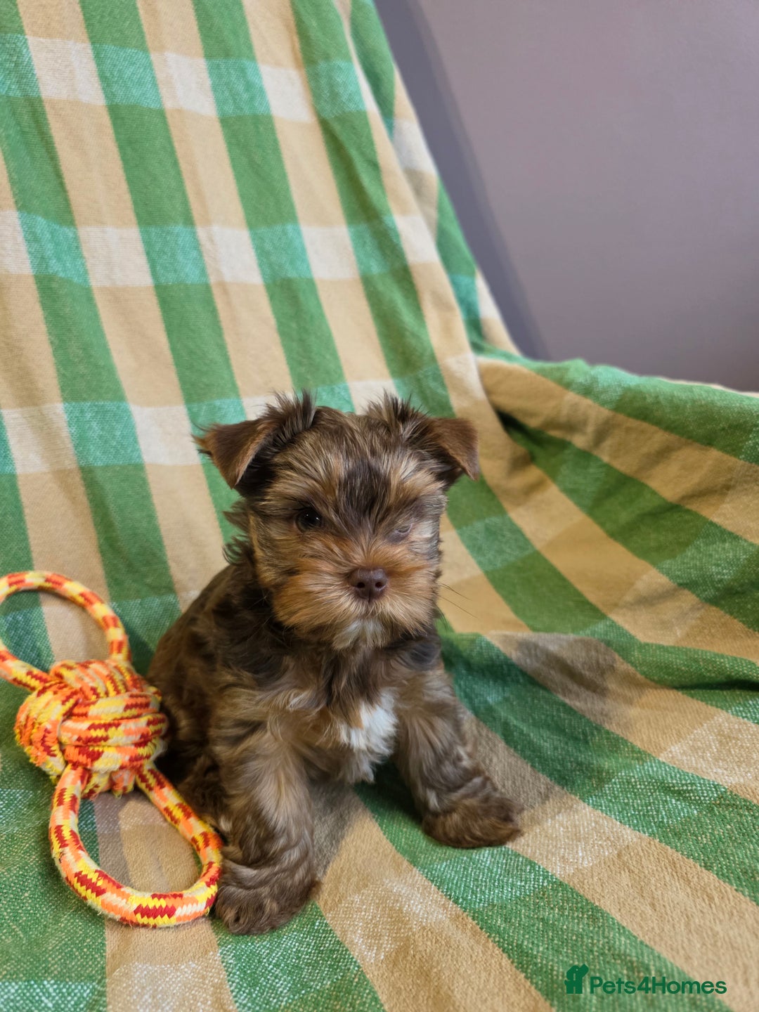 Yorkshire Terrier dogs for sale: Cocos' babies - Advert 9