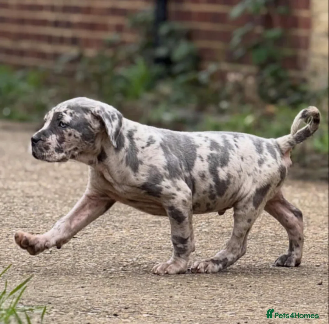 Neapolitan Mastiff dogs for sale: Shard the Split face Merle boy  - Advert 2