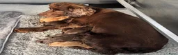 Cocker Spaniel dogs for sale: Beautiful kc working cocker spaniels  - Advert 4
