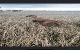 Hungarian Vizsla dogs for sale: Hungarian Vizsla puppies - Image 11