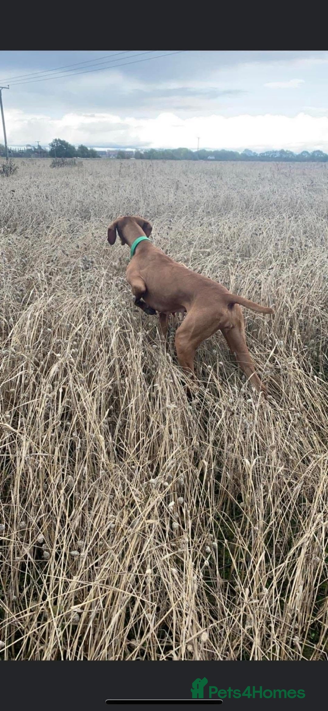 Hungarian Vizsla dogs for sale: Hungarian Vizsla puppies - Image 11