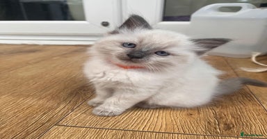 Ragdoll cats - Advert 6