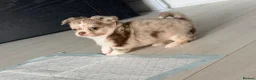 Chihuahua dogs for sale: Long coat chihuahua  - Advert 21