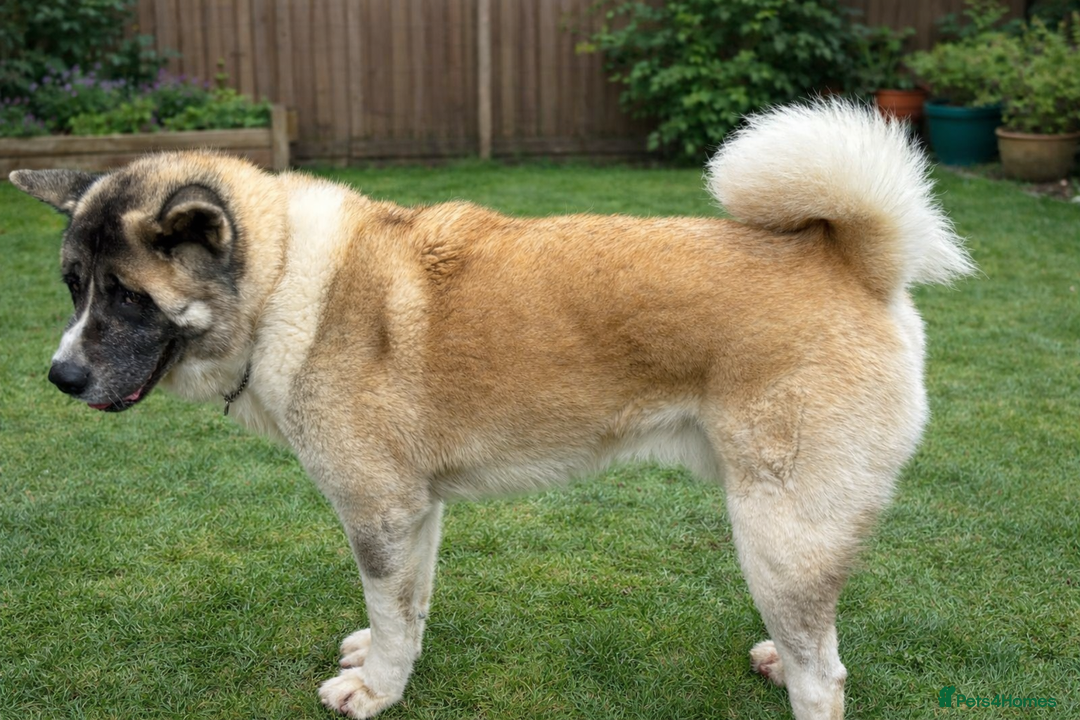 Akita dogs for stud: American Akita  - Advert 2