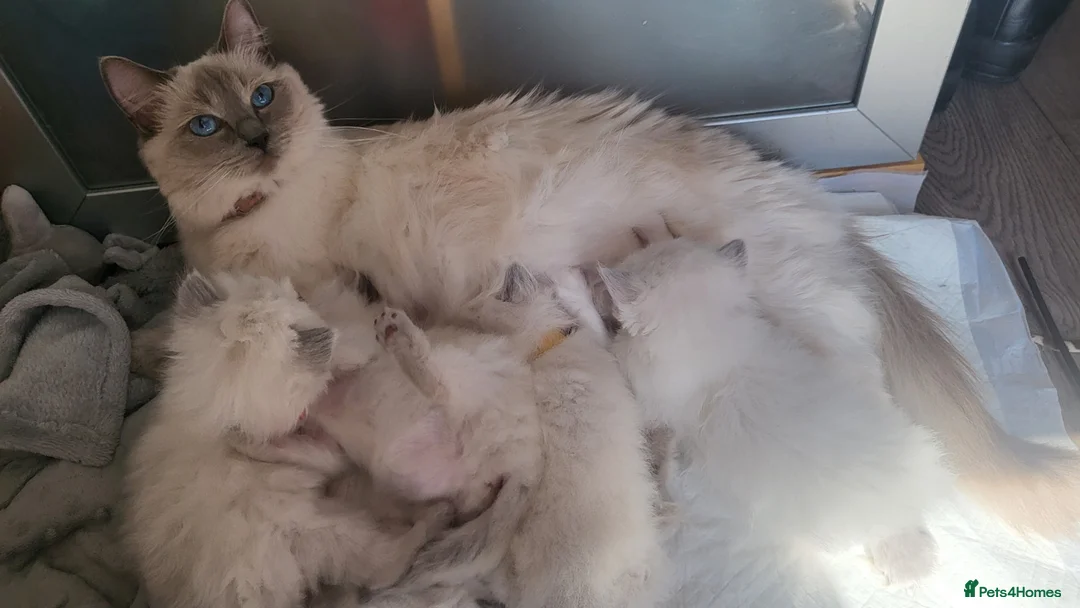 Ragdoll cats for sale: Adorable ragdoll kittens - Advert 15